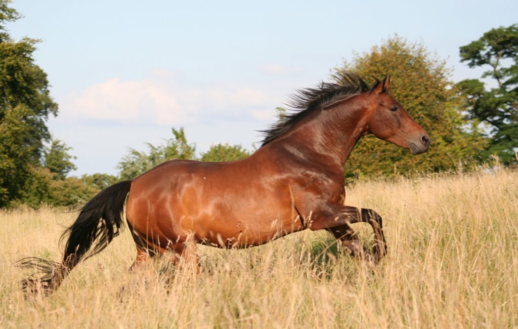 equine testing